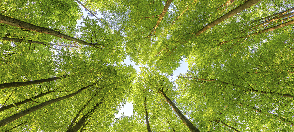 Ciena accelerates sustainable network transformation in line with UAE and Saudi Arabia’s green ambitions